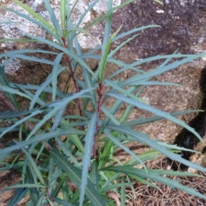 Lomatia myricoides at Paddys River, ACT - 9 Apr 2019