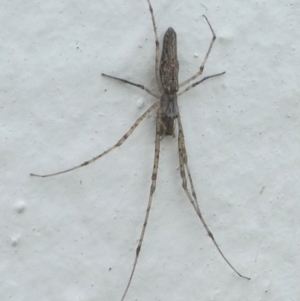 Tetragnatha sp. (genus) at Undefined, NSW - 24 Mar 2019