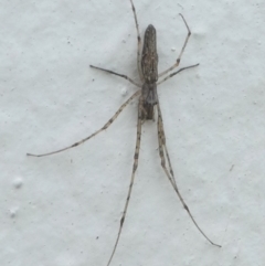 Tetragnatha sp. (genus) (Long-jawed spider) at Undefined, NSW - 24 Mar 2019 by HarveyPerkins