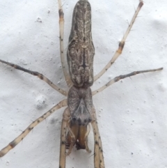 Tetragnatha sp. (genus) at Undefined, NSW - 24 Mar 2019