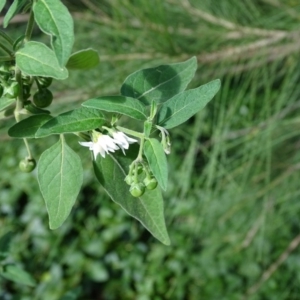 Solanum chenopodioides at Paddys River, ACT - 9 Apr 2019 02:59 PM