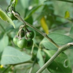 Solanum chenopodioides at Paddys River, ACT - 9 Apr 2019