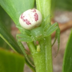 Lehtinelagia sp. (genus) (Flower Spider or Crab Spider) at Undefined, NSW - 21 Mar 2019 by HarveyPerkins