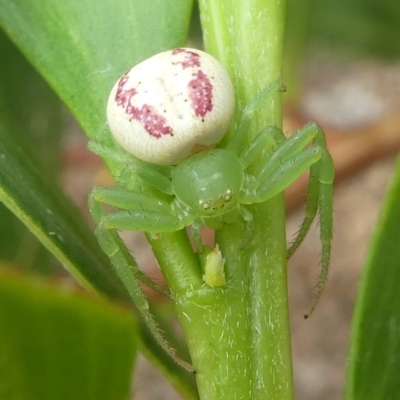 Lehtinelagia sp. (genus) (Flower Spider or Crab Spider) at Barunguba (Montague) Island - 20 Mar 2019 by HarveyPerkins