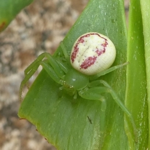 Lehtinelagia sp. (genus) at Undefined, NSW - 21 Mar 2019 10:22 AM