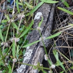 Alternanthera denticulata (Lesser Joyweed) at Cotter Reserve - 9 Apr 2019 by Mike