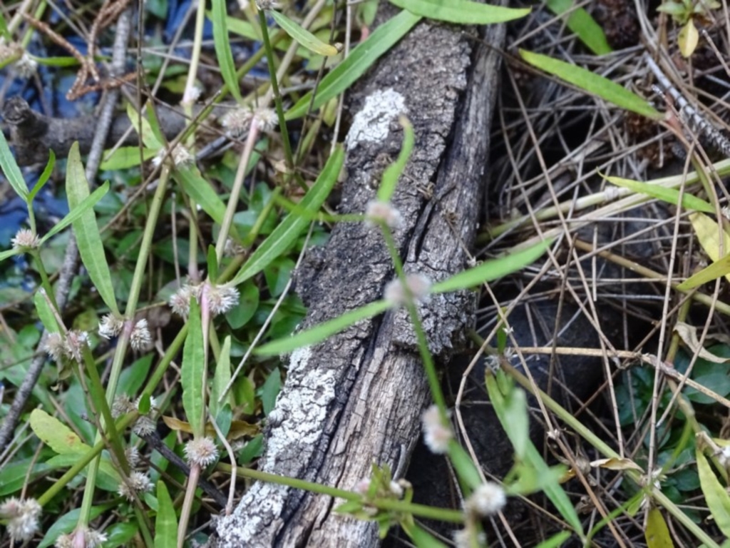 Alternanthera denticulata at Paddys River, ACT - 9 Apr 2019