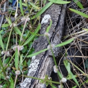 Alternanthera denticulata at Paddys River, ACT - 9 Apr 2019