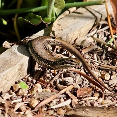 Eulamprus heatwolei (Yellow-bellied Water Skink) at Bemboka, NSW - 7 Apr 2019 by RossMannell