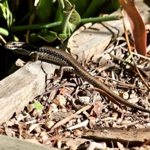 Eulamprus heatwolei at Bemboka River Reserve - 7 Apr 2019