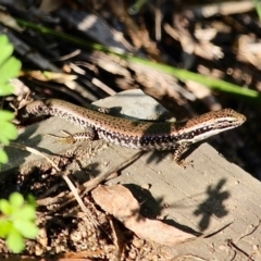 Eulamprus heatwolei at Bemboka River Reserve - 7 Apr 2019