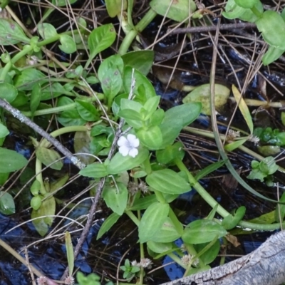 Gratiola peruviana (Australian Brooklime) at Cotter Reserve - 9 Apr 2019 by Mike