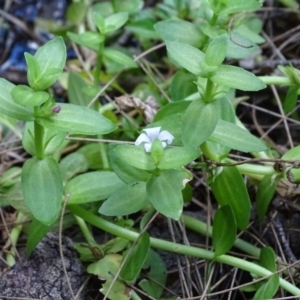 Gratiola peruviana at Paddys River, ACT - 9 Apr 2019 02:50 PM