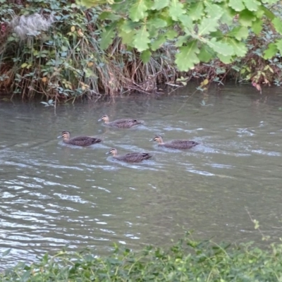 Anas superciliosa (Pacific Black Duck) at Paddys River, ACT - 9 Apr 2019 by Mike