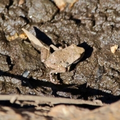 Unverified Frog at Bemboka River Reserve - 7 Apr 2019 by RossMannell