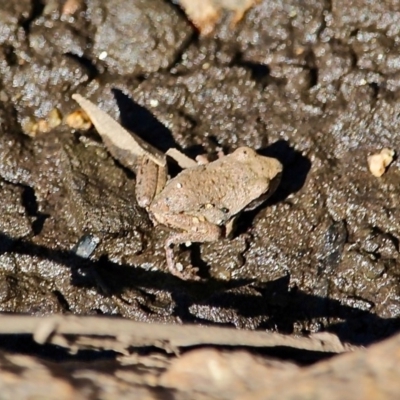 Unverified Frog at Bemboka River Reserve - 7 Apr 2019 by RossMannell