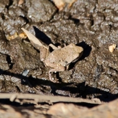 Unidentified Frog at Bemboka, NSW - 7 Apr 2019 by RossMannell