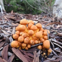 Gymnopilus junonius (Spectacular Rustgill) at ANBG - 29 Mar 2019 by HelenCross