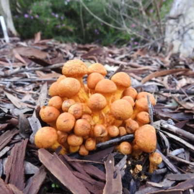 Gymnopilus junonius (Spectacular Rustgill) at Acton, ACT - 29 Mar 2019 by HelenCross