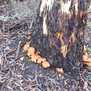 Gymnopilus junonius at Acton, ACT - 29 Mar 2019