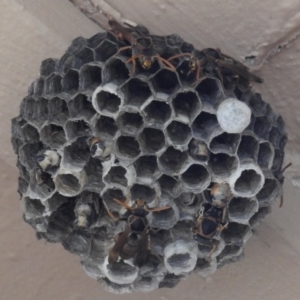 Polistes (Polistella) humilis at Kambah, ACT - 16 Mar 2019