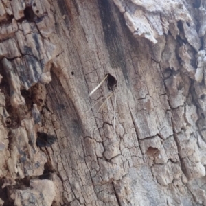 Isodontia sp. (genus) at Spence, ACT - 7 Apr 2019 05:21 PM