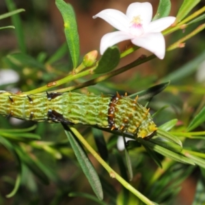 Papilio aegeus at Acton, ACT - 9 Apr 2019 12:58 PM