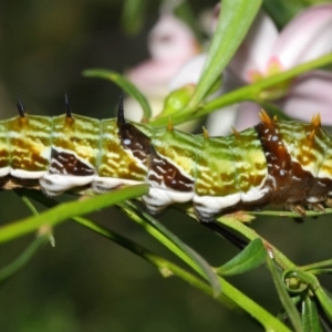 Papilio aegeus at Acton, ACT - 9 Apr 2019