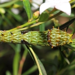 Papilio aegeus at Acton, ACT - 9 Apr 2019 12:58 PM