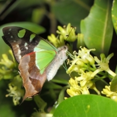 Graphium macleayanum (Macleay's Swallowtail) at ANBG - 9 Apr 2019 by TimL