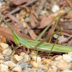 Acrida conica (Giant green slantface) at ANBG - 9 Apr 2019 by TimL