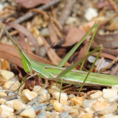 Acrida conica (Giant green slantface) at Acton, ACT - 9 Apr 2019 by TimL