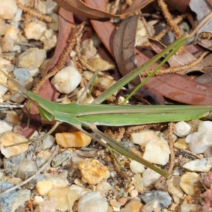 Acrida conica at Acton, ACT - 9 Apr 2019