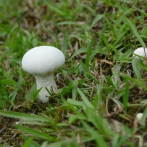 Lycoperdon sp. at Morton, NSW - 1 Feb 2019