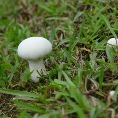 Lycoperdon sp. (Puffball) at Morton, NSW - 1 Feb 2019 by vivdavo