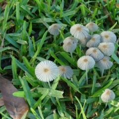 Parasola plicatilis (An Ink Cap) at Morton, NSW - 29 Jan 2019 by vivdavo