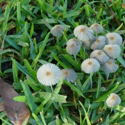 Parasola plicatilis (An Ink Cap) at "Rivendell" Mimosa Park Road - 28 Jan 2019 by vivdavo