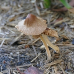 Inocybe sp. at Morton, NSW - 29 Jan 2019 by vivdavo