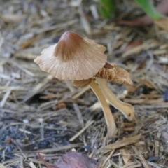 Inocybe sp. at Morton, NSW - 28 Jan 2019 by vivdavo