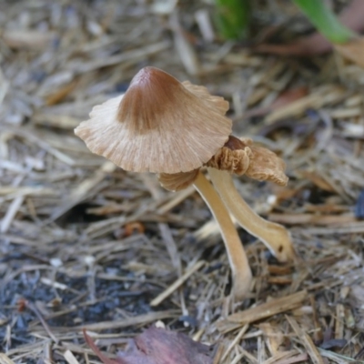 Inocybe sp. at "Rivendell" Mimosa Park Road - 28 Jan 2019 by vivdavo