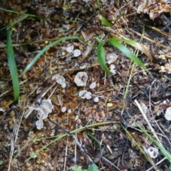 Marasmiellus sp. at Woodburn, NSW - 29 Jan 2019 by vivdavo