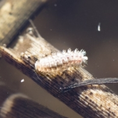 Acentropinae sp. (subfamily) (An aquatic moth) at Michelago, NSW - 12 Aug 2018 by Illilanga