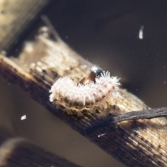 Acentropinae sp. (subfamily) at Michelago, NSW - 12 Aug 2018