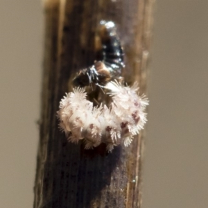 Acentropinae sp. (subfamily) at Michelago, NSW - 12 Aug 2018