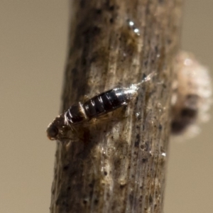 Staphylinidae (family) at Michelago, NSW - 12 Aug 2018