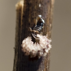 Staphylinidae (family) at Michelago, NSW - 12 Aug 2018