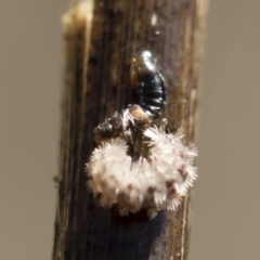 Staphylinidae (family) at Michelago, NSW - 12 Aug 2018