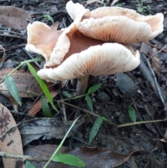 Collybia sp. (Collybia) at "Rivendell" Mimosa Park Road - 19 Dec 2018 by vivdavo