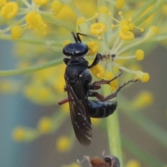 Sphecidae or Crabronidae (families) (Unidentified sand wasp) at Tharwa, ACT - 2 Feb 2019 by michaelb