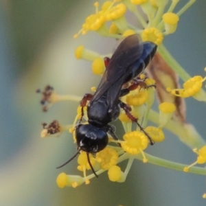 Sphecidae or Crabronidae (families) at Tharwa, ACT - 3 Feb 2019 12:00 AM